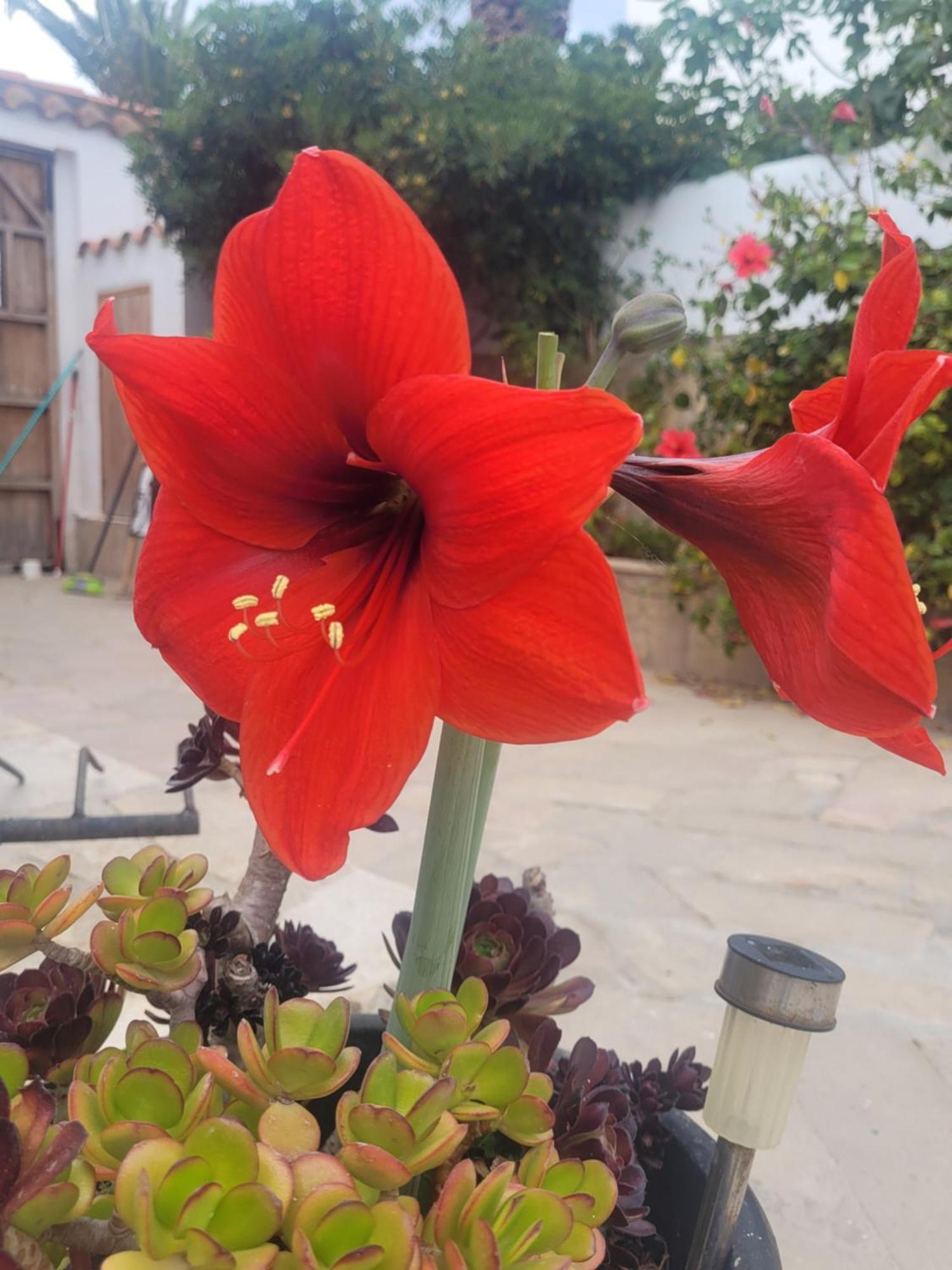 La Llar De Laura 2 Villa Amposta Dış mekan fotoğraf